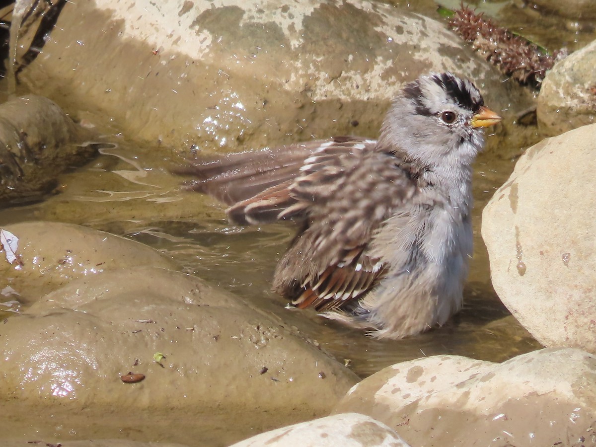 White-crowned Sparrow - ML617498396