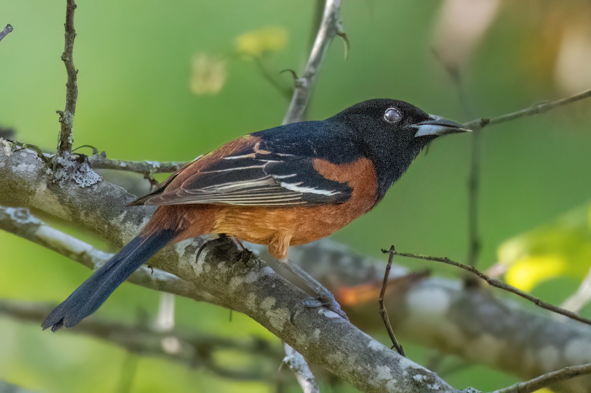 Orchard Oriole - ML617498423