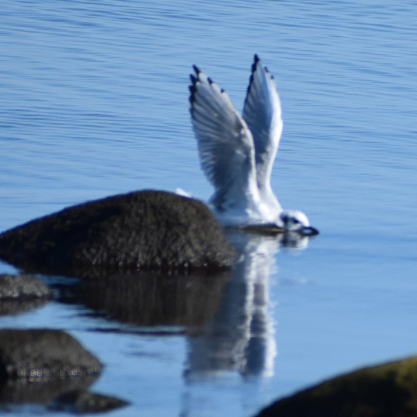 Bonaparte's Gull - Richard Buist