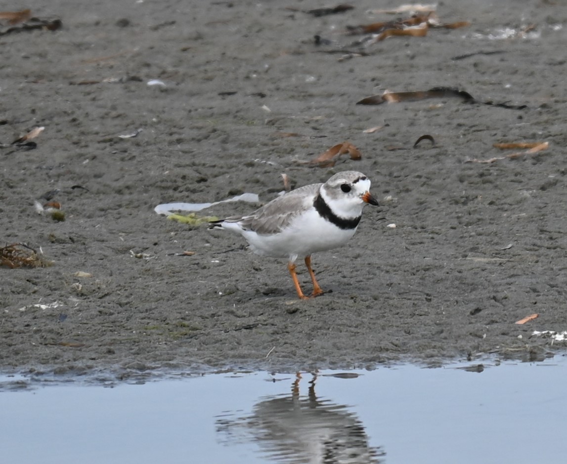 Piping Plover - ML617498450