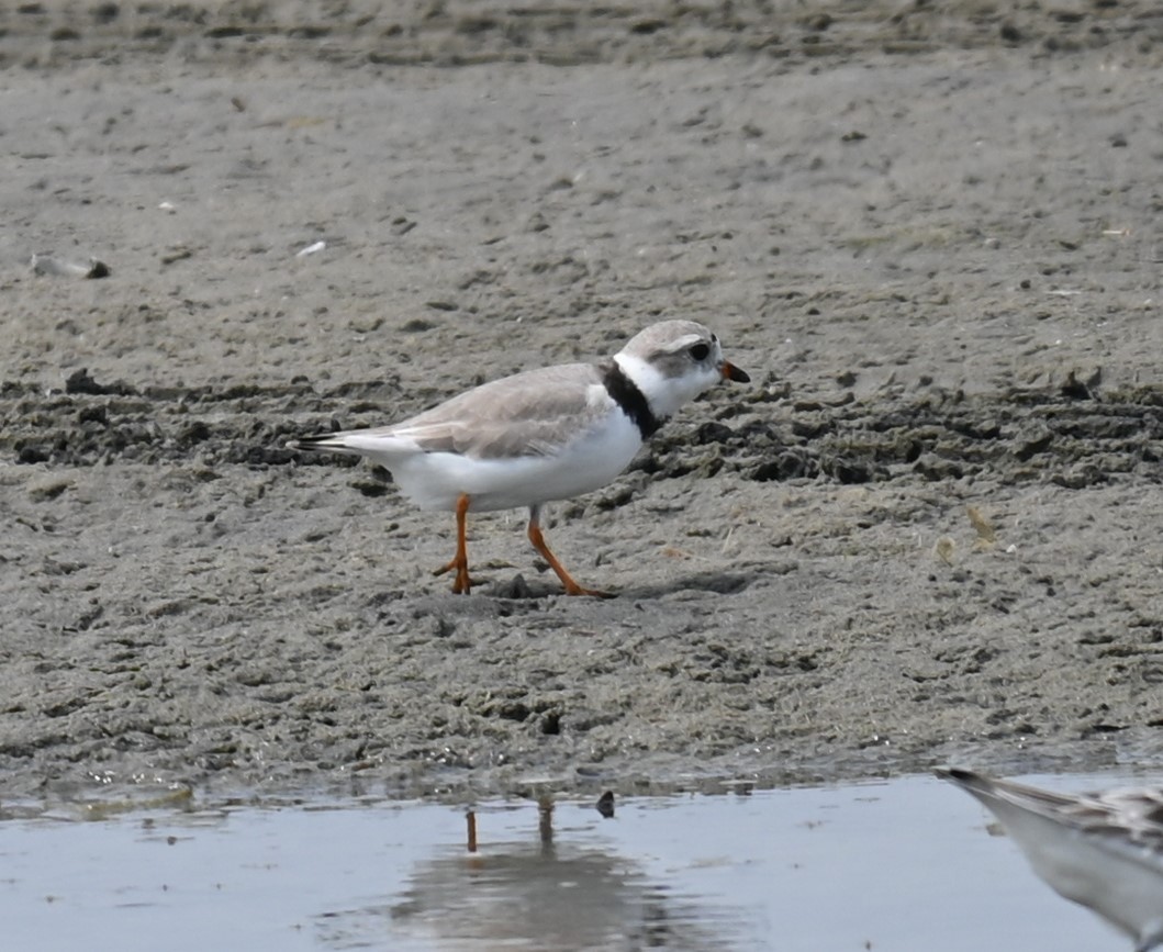 Piping Plover - ML617498451