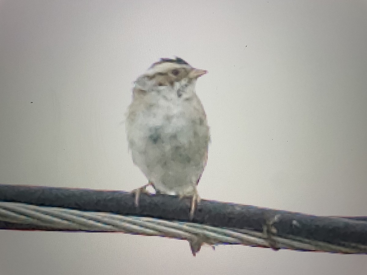 Clay-colored Sparrow - Ivan Machowicz