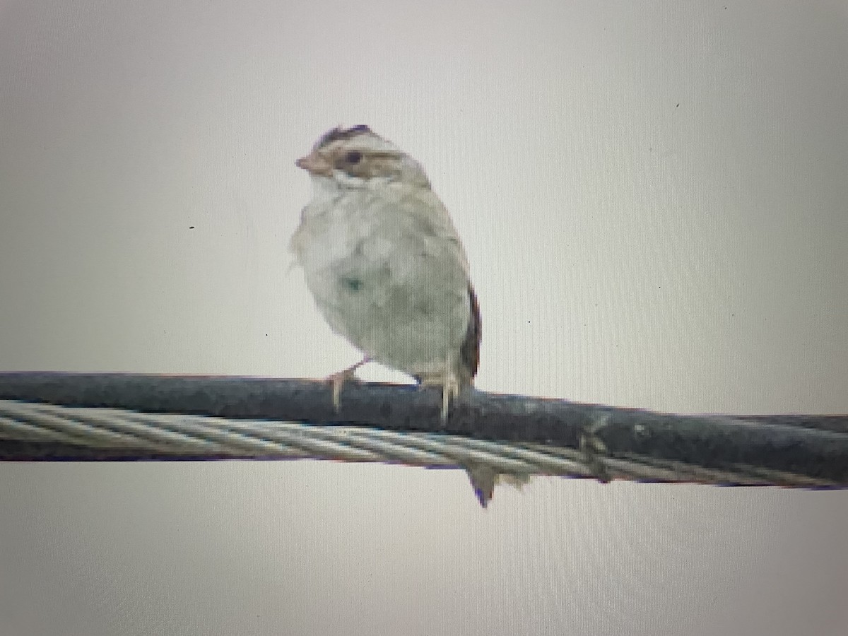 Clay-colored Sparrow - Ivan Machowicz