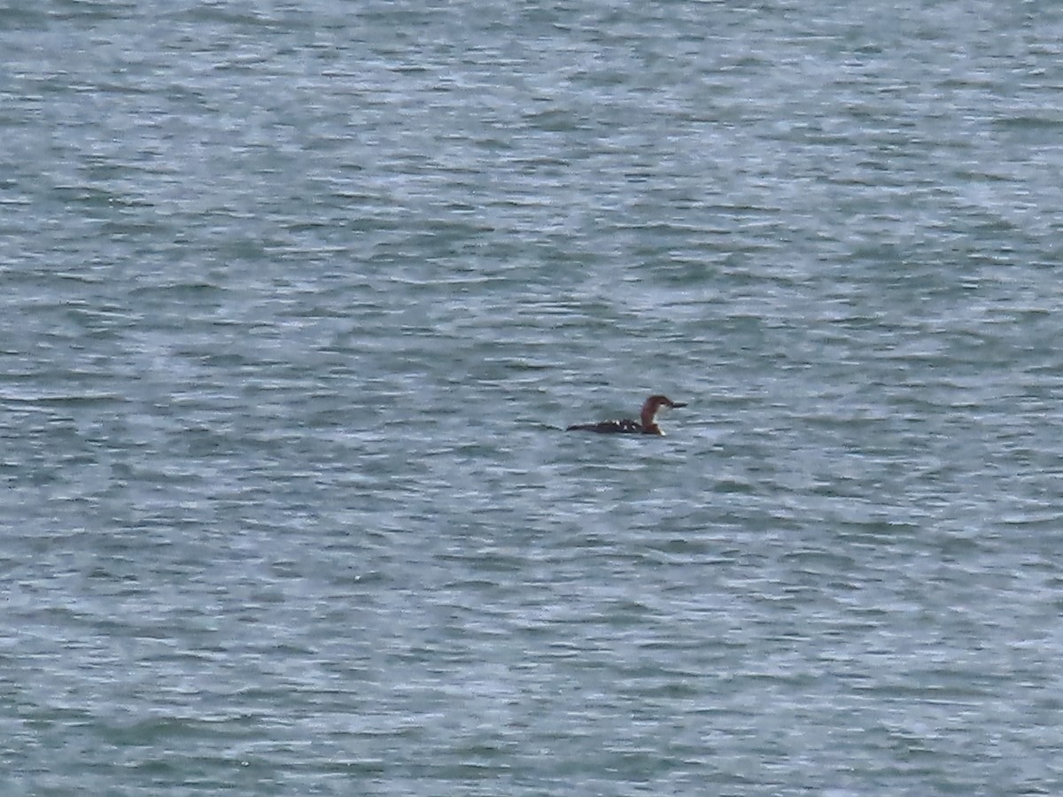 Common Loon - ML617498497