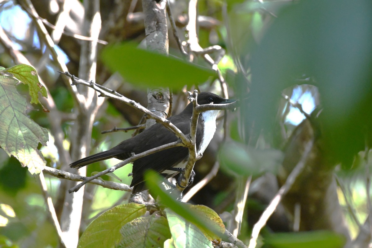 White-breasted Thrasher - Brad Rogers