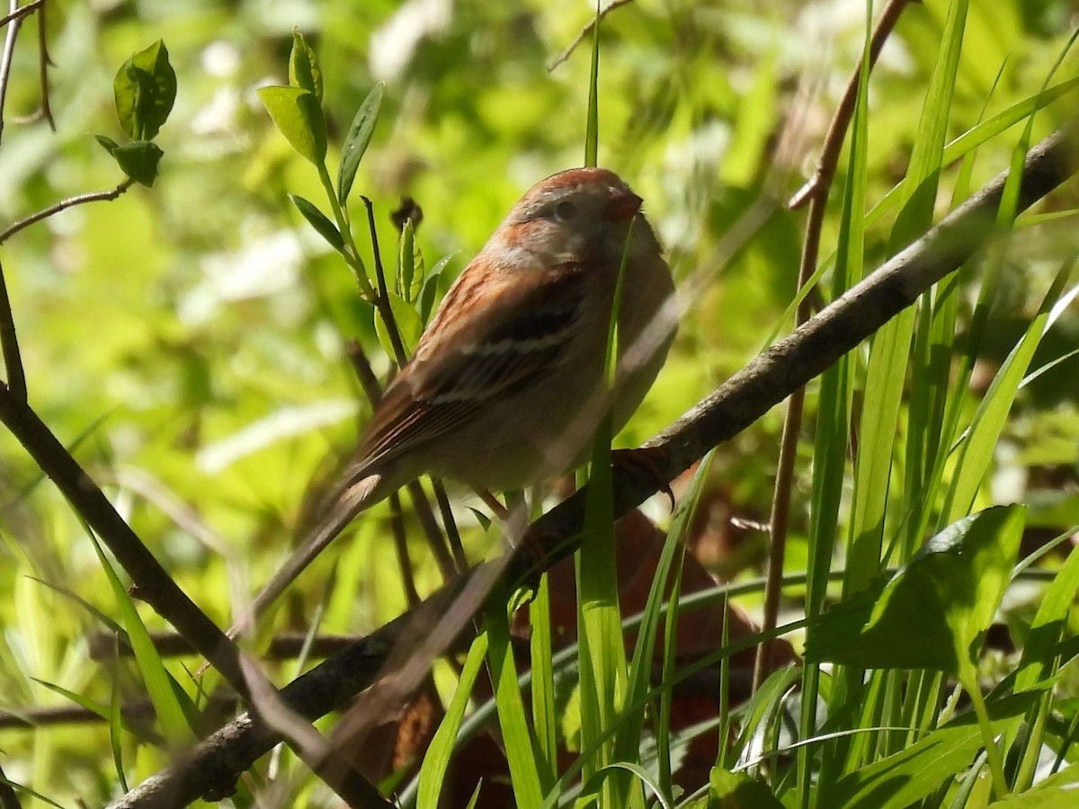 Field Sparrow - Judy McCord