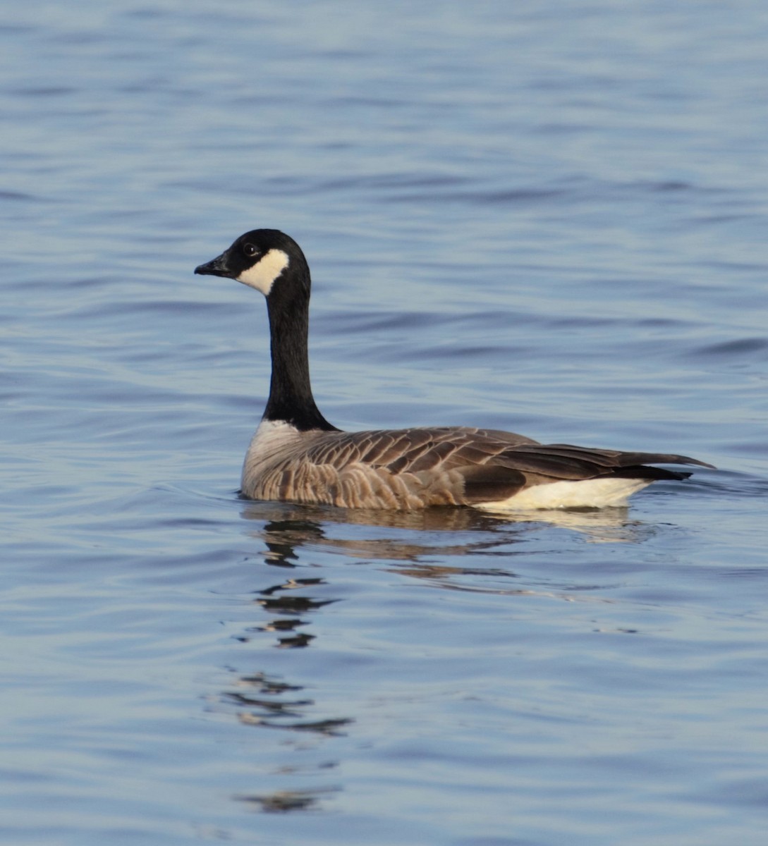 Cackling Goose - Michael Vermue