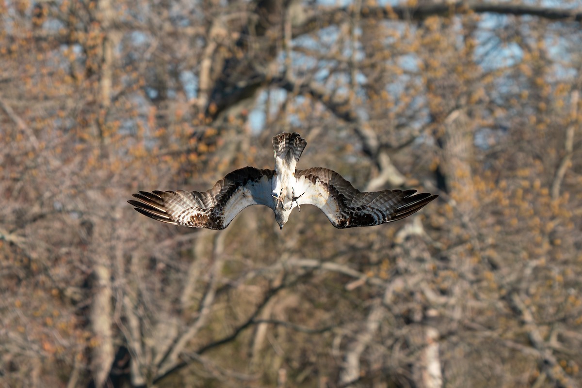 Águila Pescadora - ML617498577