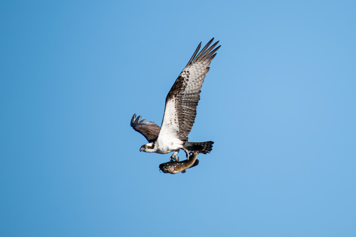 Águila Pescadora - ML617498578