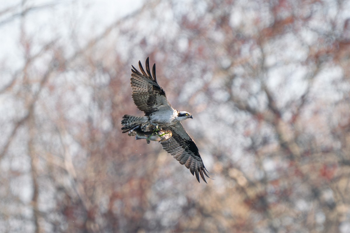 Osprey - ML617498579