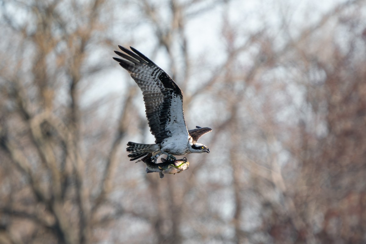 Osprey - ML617498580