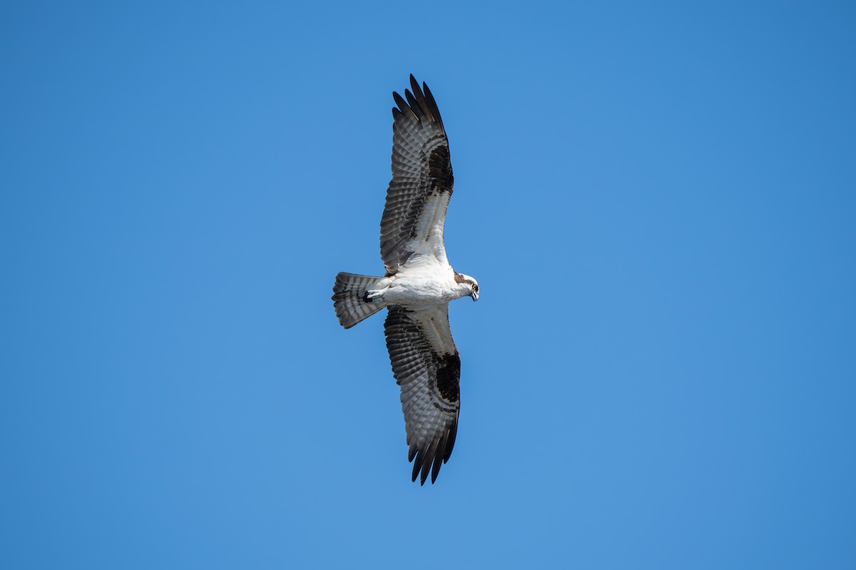 Águila Pescadora - ML617498581