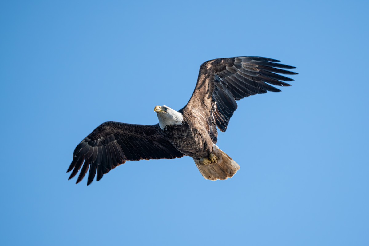 Bald Eagle - James Ancona