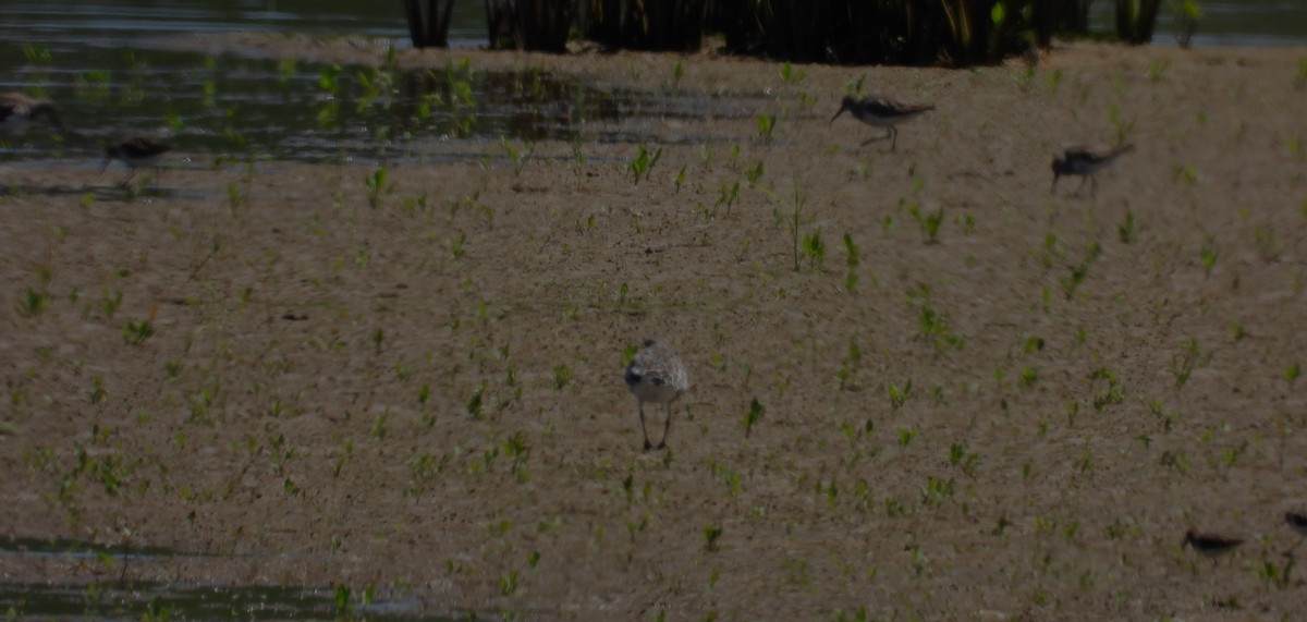 Black-bellied Plover/golden-plover sp. - ML617498601