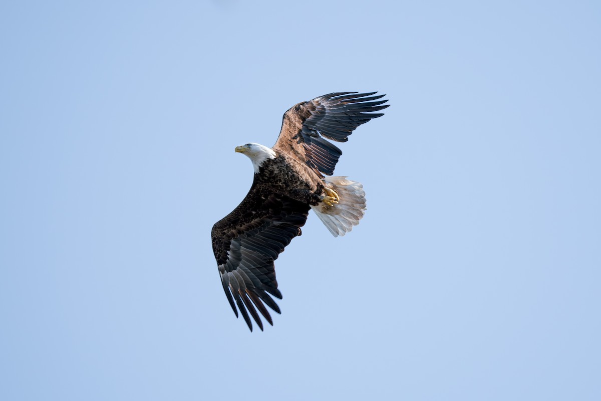 Bald Eagle - James Ancona