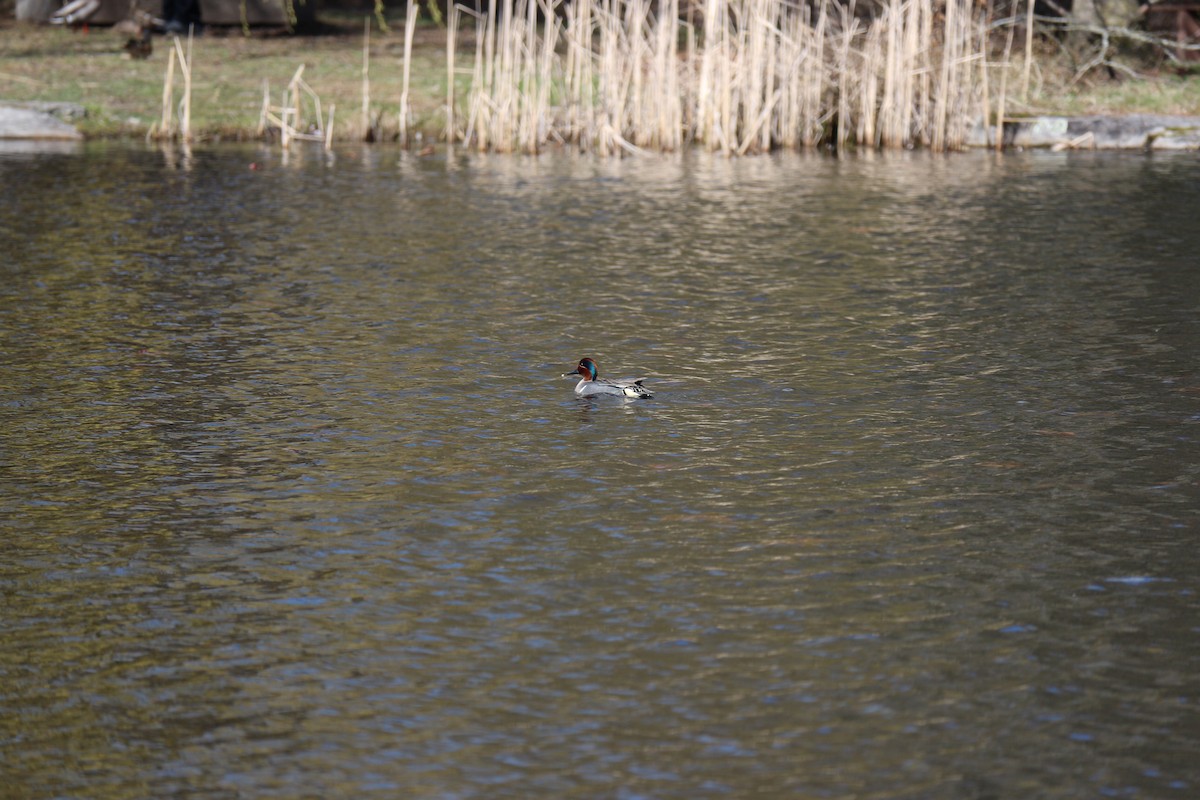 Green-winged Teal - ML617498630