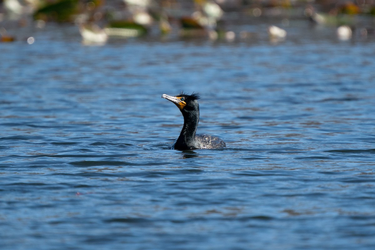 Double-crested Cormorant - James Ancona