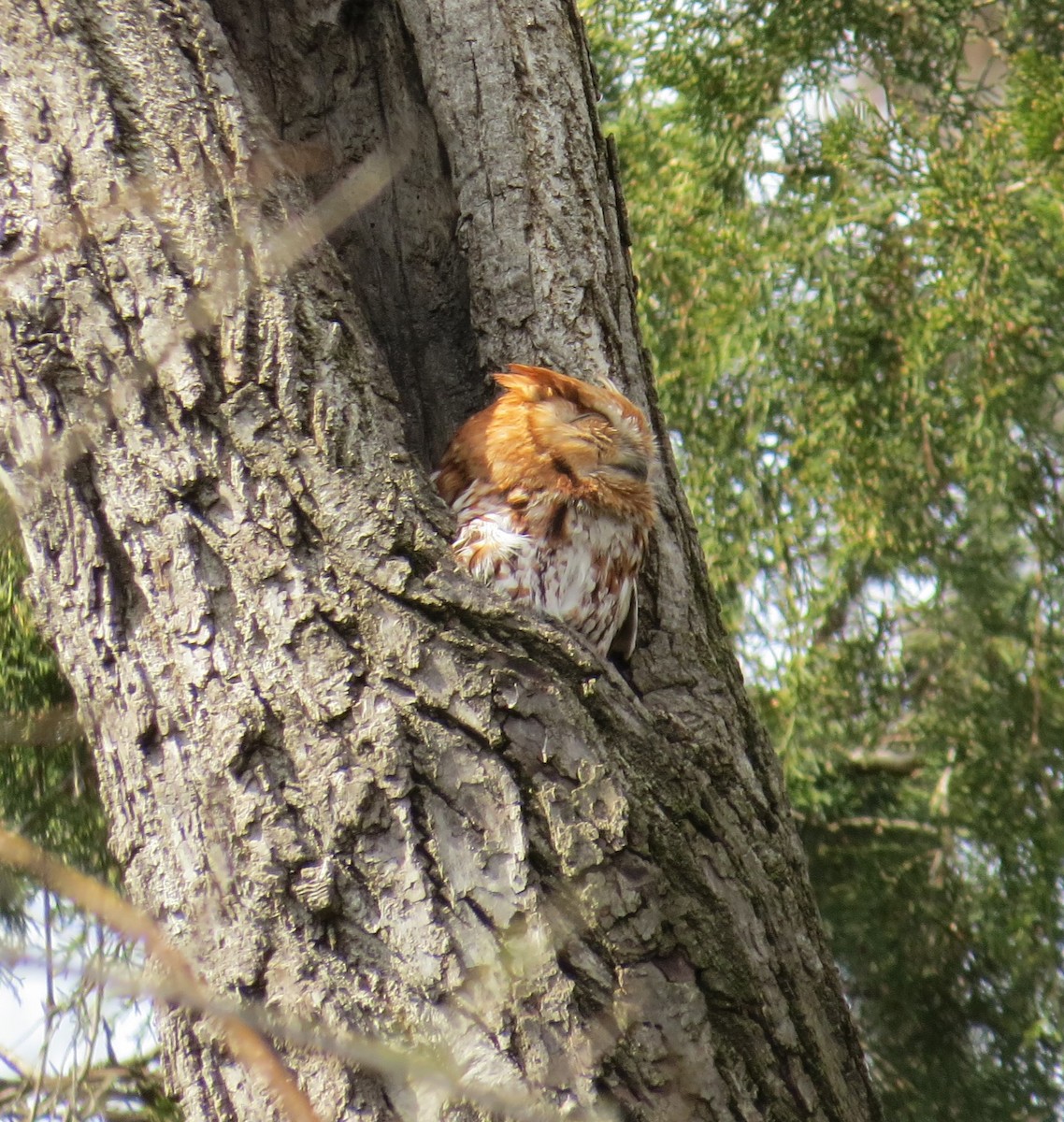 Eastern Screech-Owl - Greg Moyers