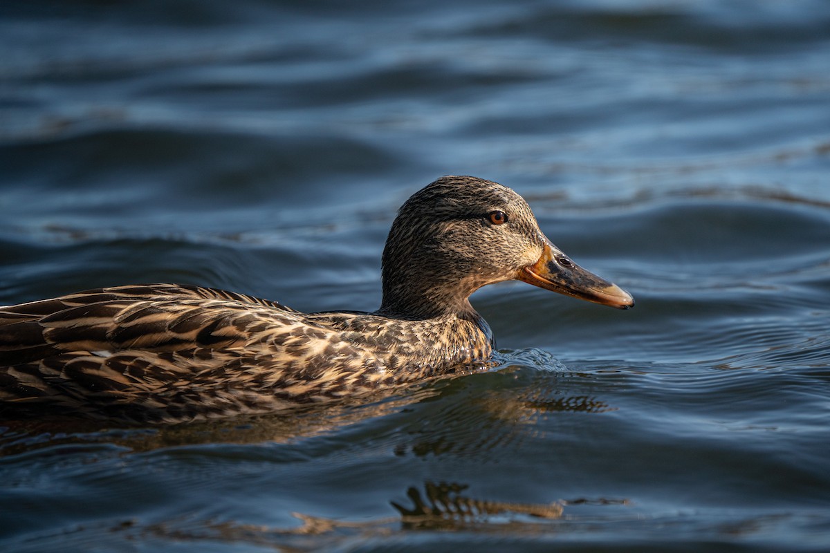 Mallard - James Ancona