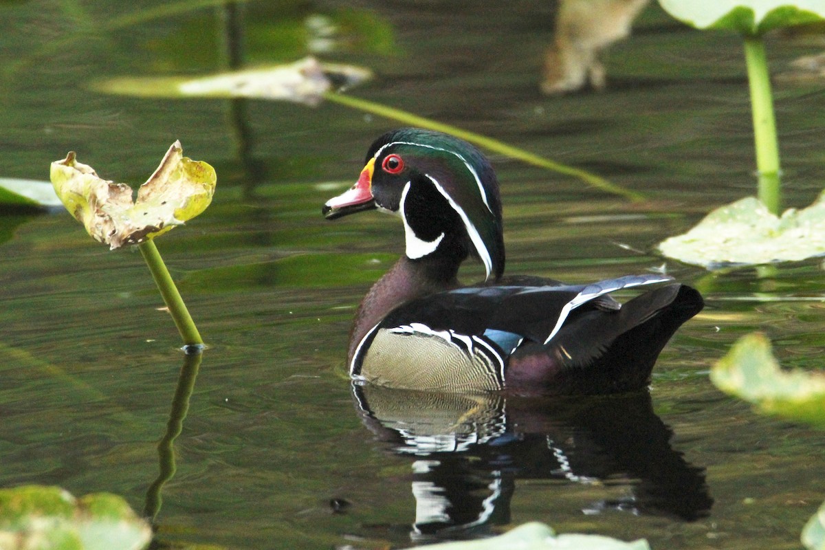 Wood Duck - ML617498731