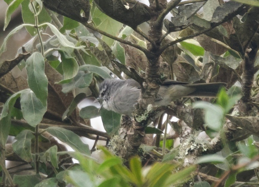 オリーブモリフウキンチョウ（leucogastra／insignis） - ML617498747