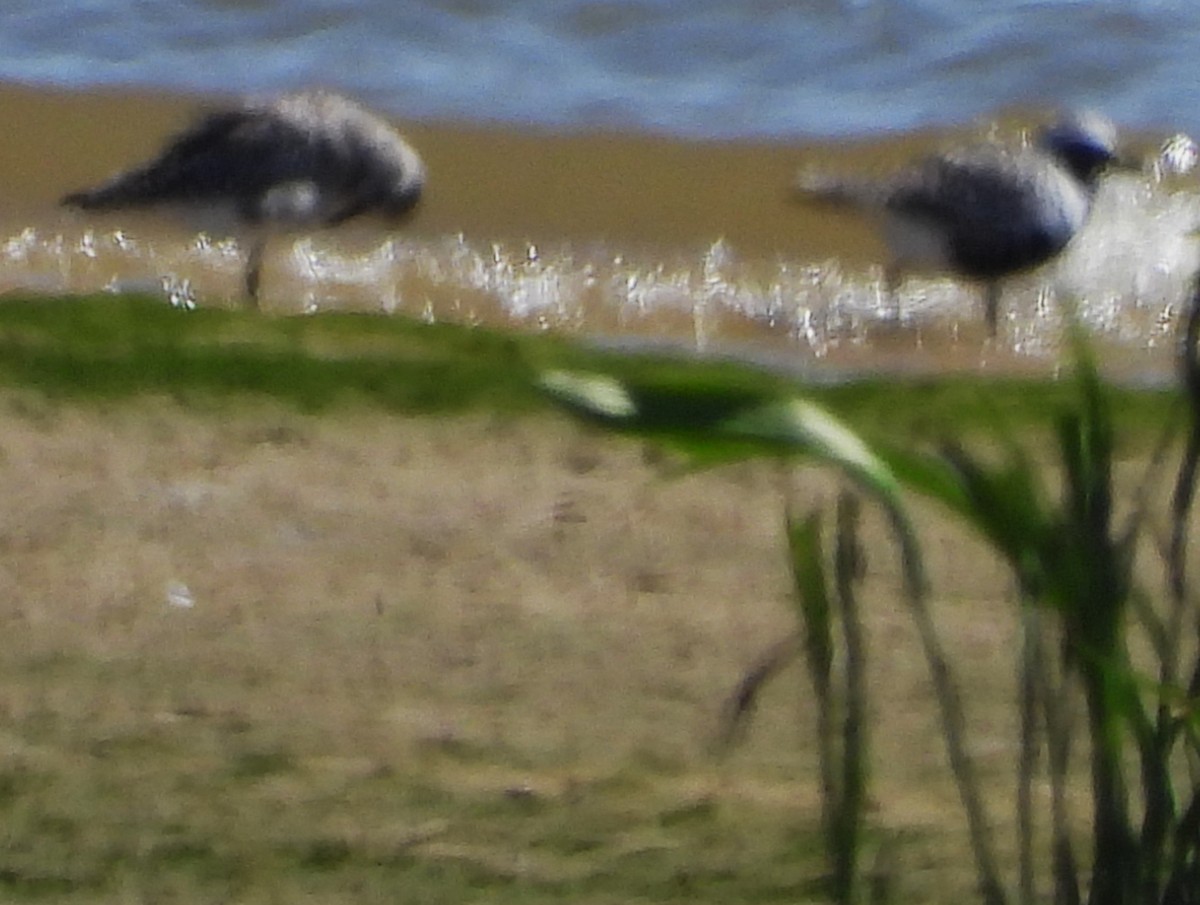 Black-bellied Plover/golden-plover sp. - ML617498750