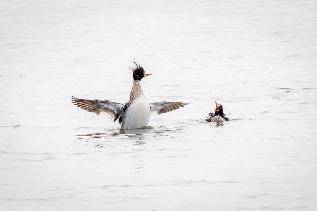 Red-breasted Merganser - ML617498752