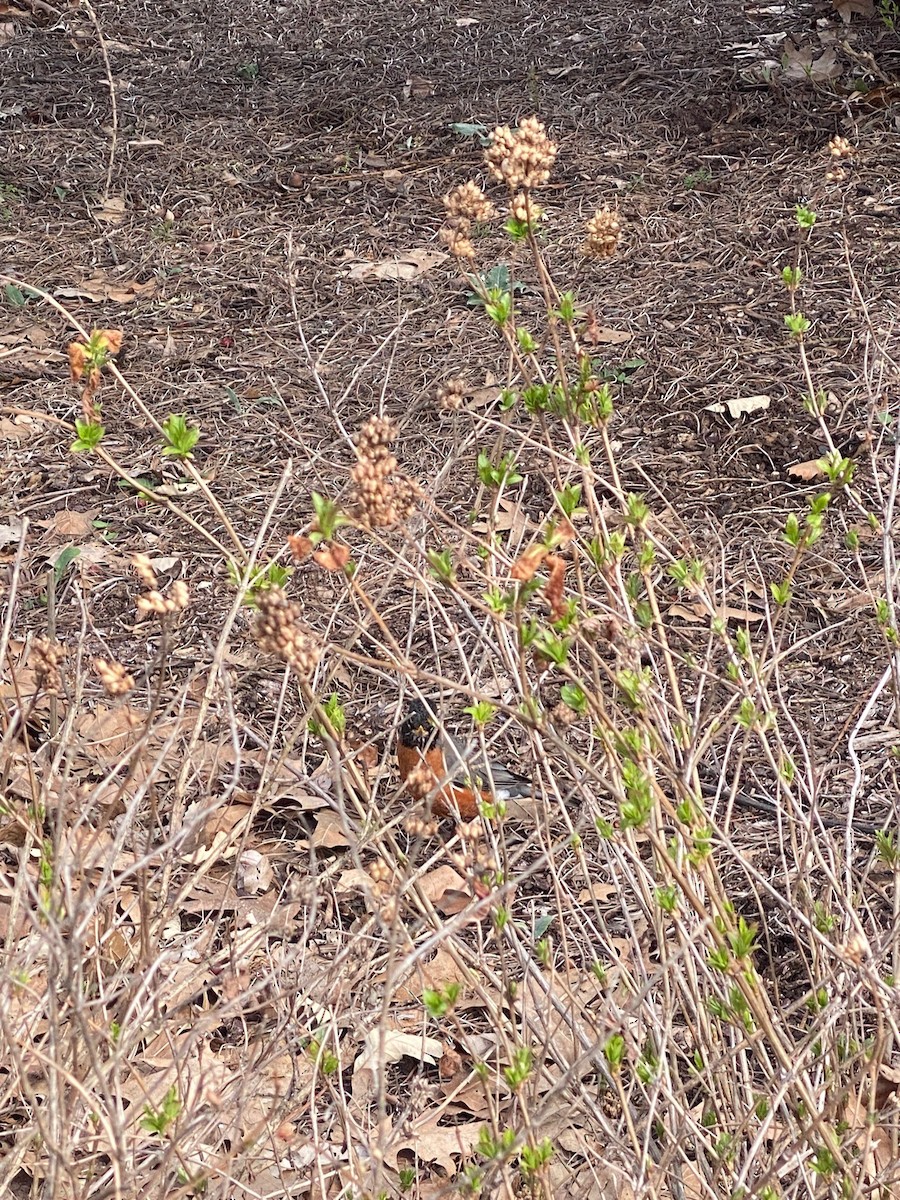 American Robin - ML617498808