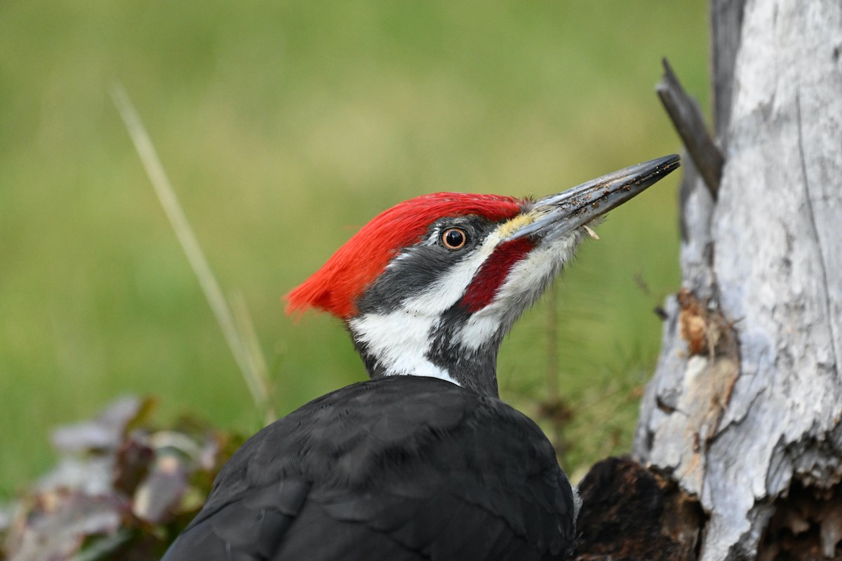 Pileated Woodpecker - Susan and Andy Gower/Karassowitsch