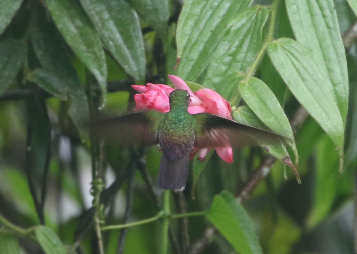 Bronze-tailed Plumeleteer - Roger Higbee