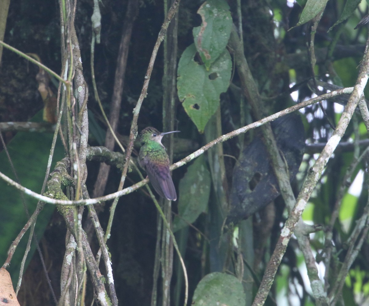 Bronze-tailed Plumeleteer - Roger Higbee