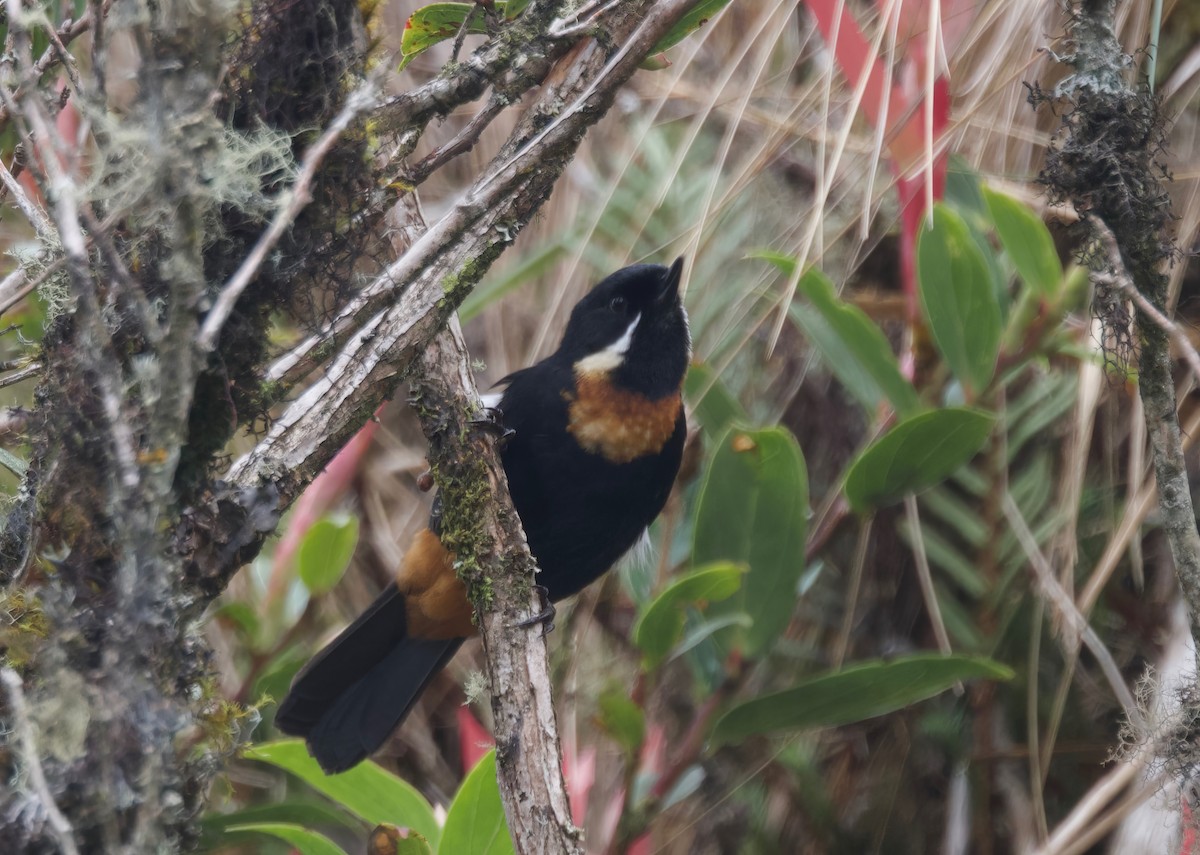 Moustached Flowerpiercer - ML617498862