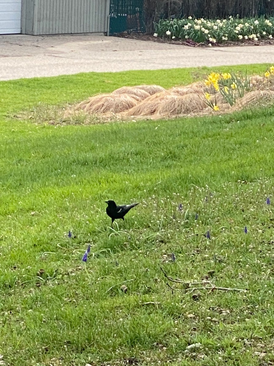 Red-winged Blackbird - ML617498863