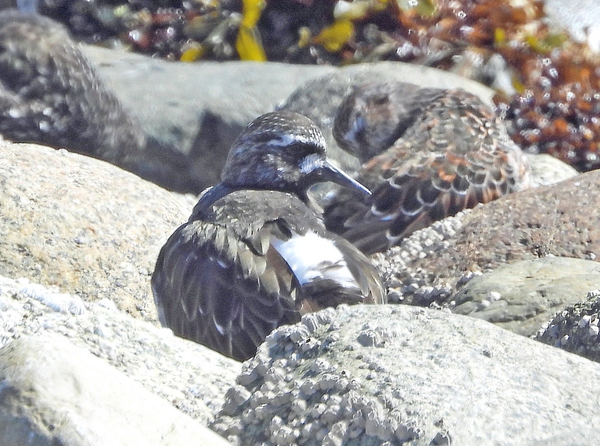 Black Turnstone - ML617498864