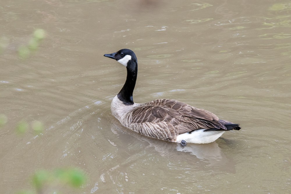 Canada Goose - ML617498897