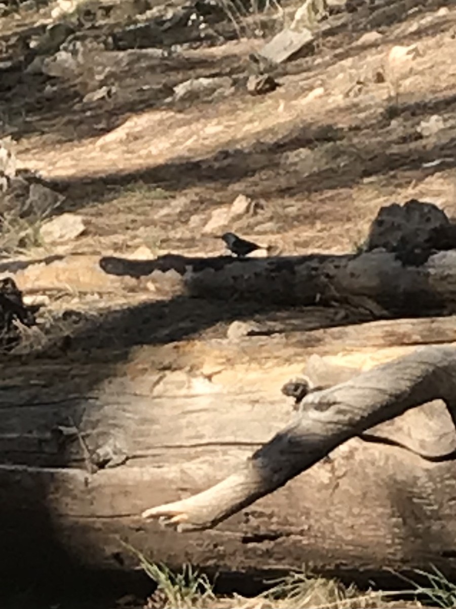 White-breasted Nuthatch - ML617498919