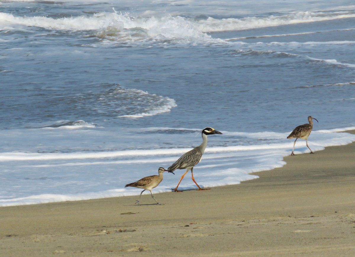 Whimbrel - ML617498920