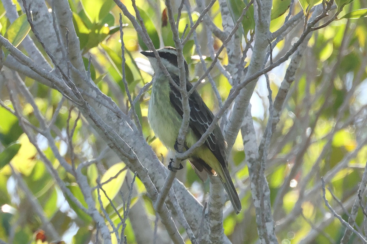 Piratic Flycatcher - Glenn Turner