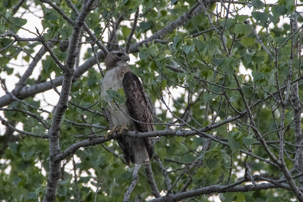 Red-tailed Hawk - ML617498945