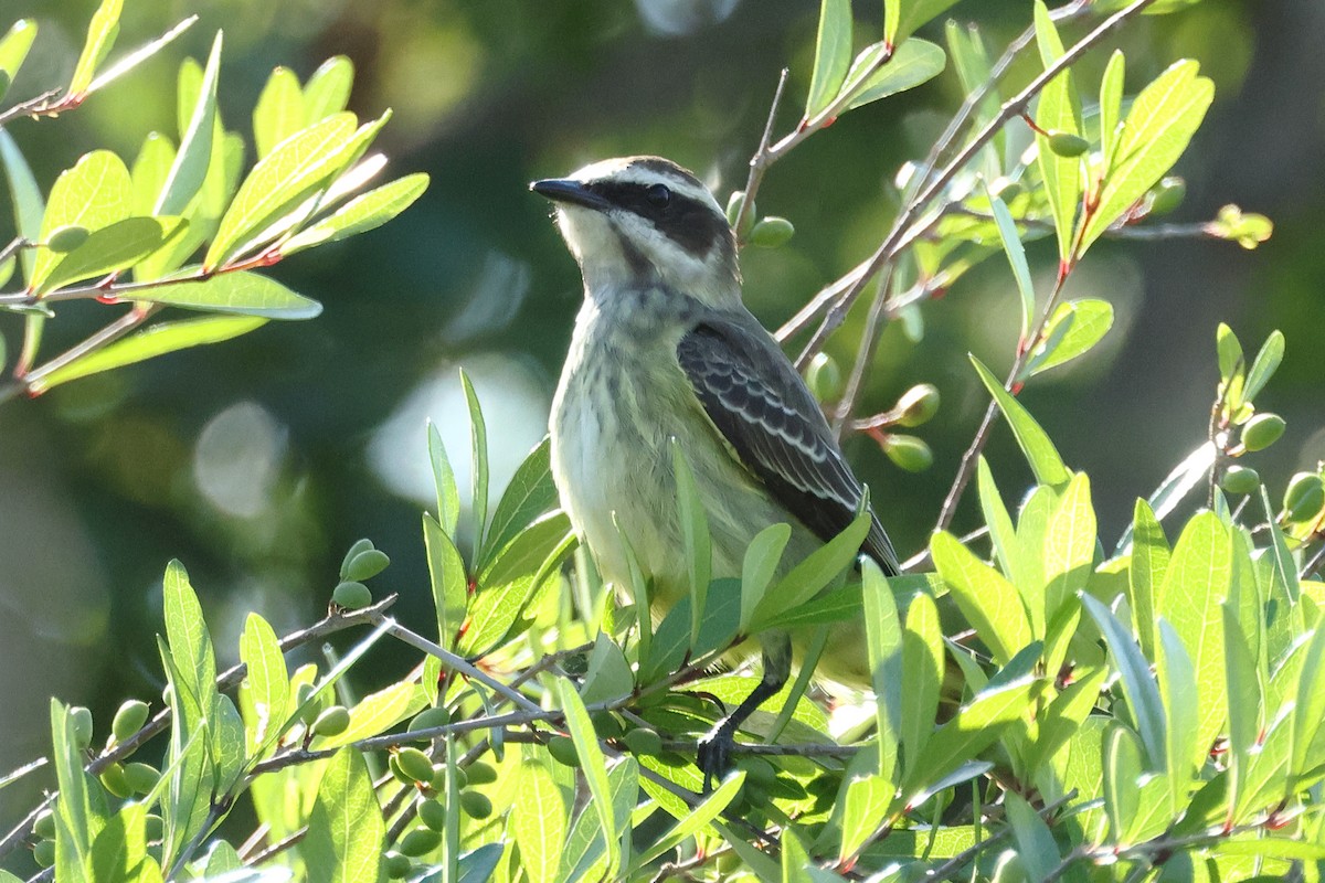 Piratic Flycatcher - Glenn Turner