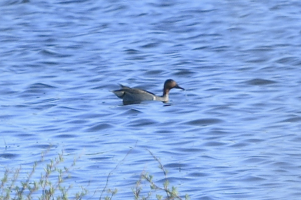 Green-winged Teal - ML617498994