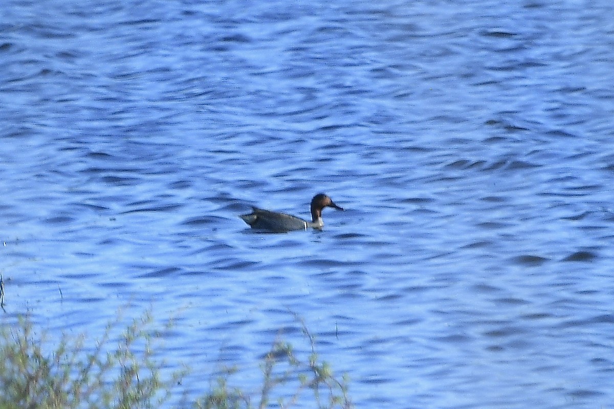 Green-winged Teal - ML617499002