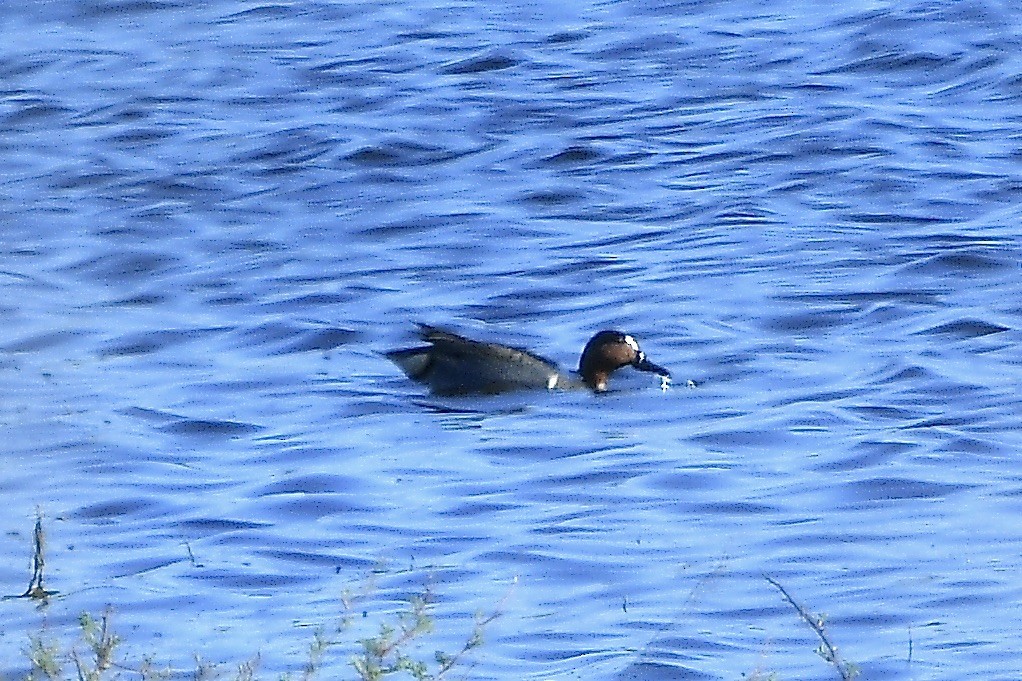 Green-winged Teal - ML617499003