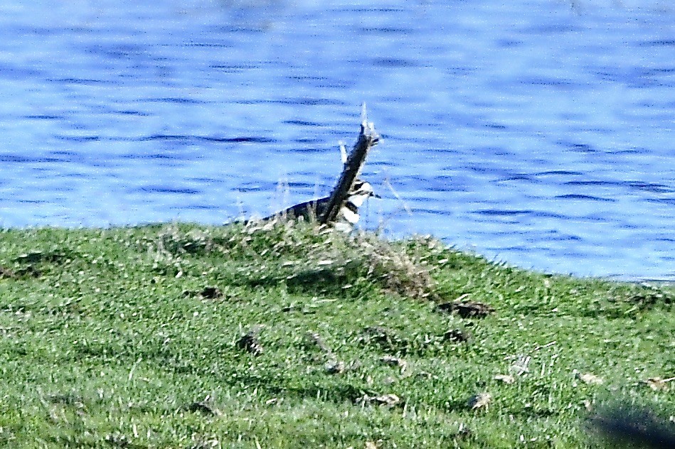 Killdeer - ML617499014