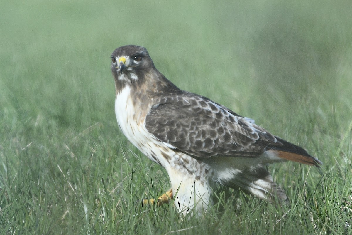 Red-tailed Hawk - ML617499038
