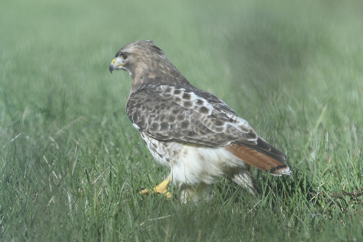 Red-tailed Hawk - ML617499040