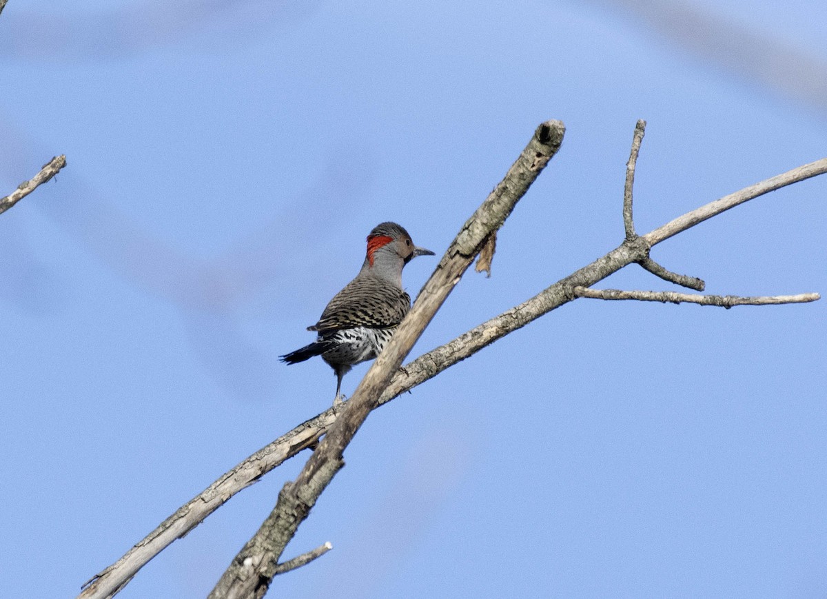 Northern Flicker - ML617499060