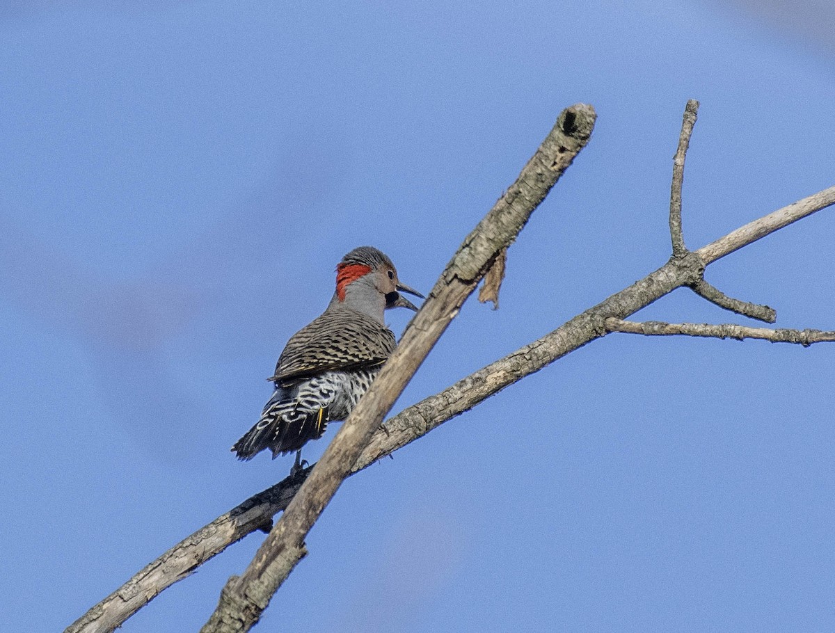 Northern Flicker - ML617499061