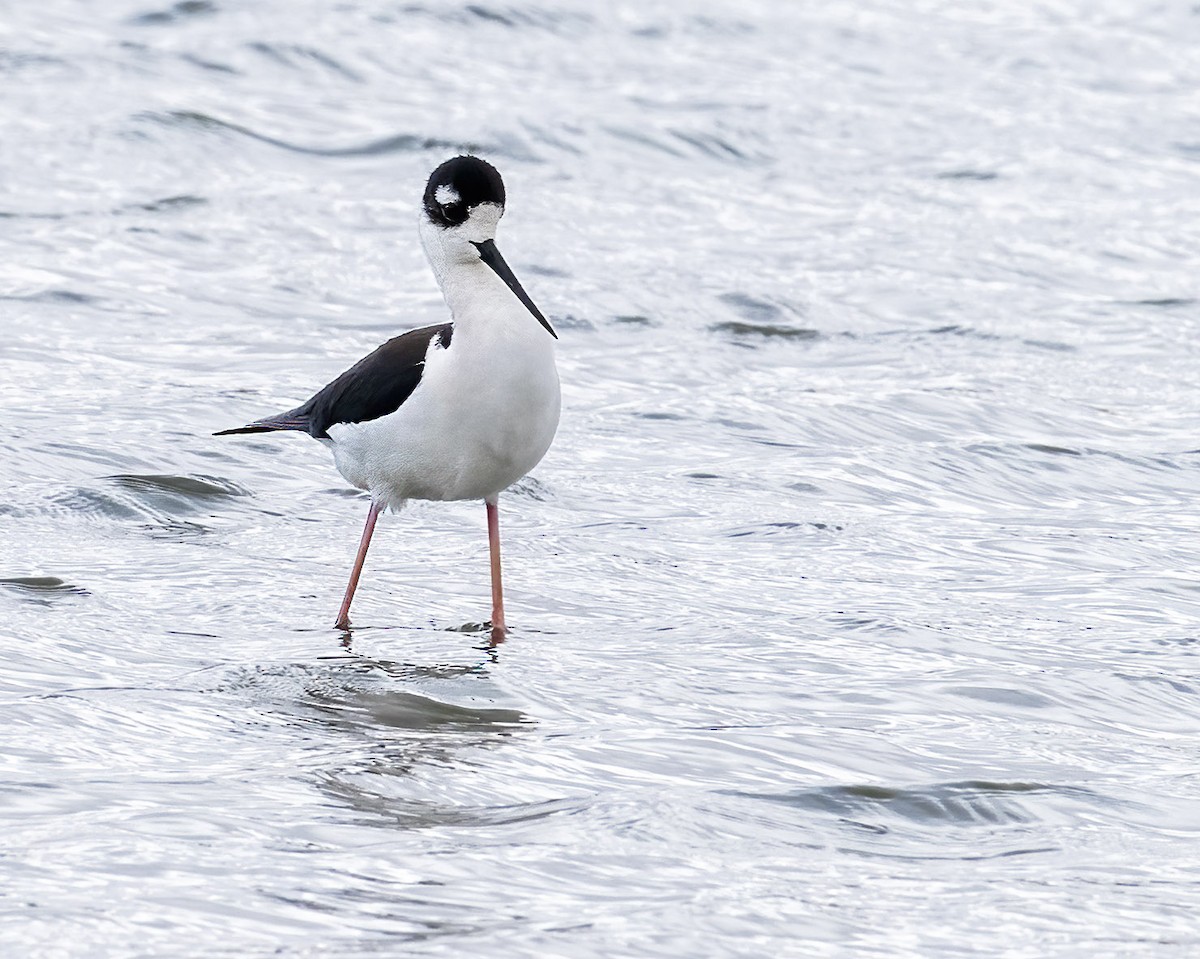 Black-necked Stilt - ML617499062