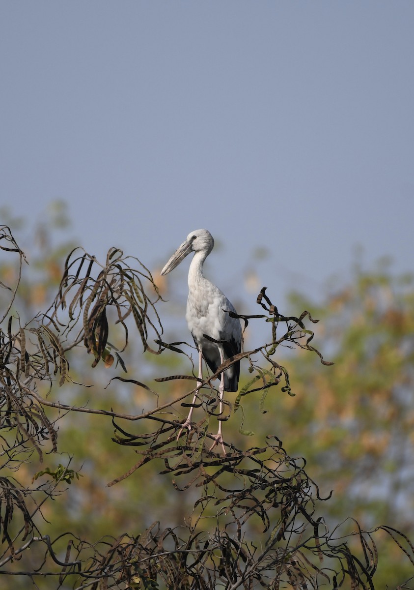 Asian Openbill - ML617499070